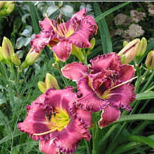 Основное изображение товара