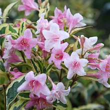 Основное изображение товара