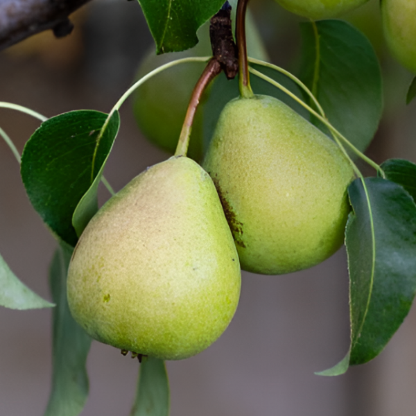 Основное изображение товара