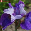 Ирис сибирский (Iris sibirica) Сибирика Лайт Оф Харт С3 ГлХ/23