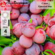 Слива 