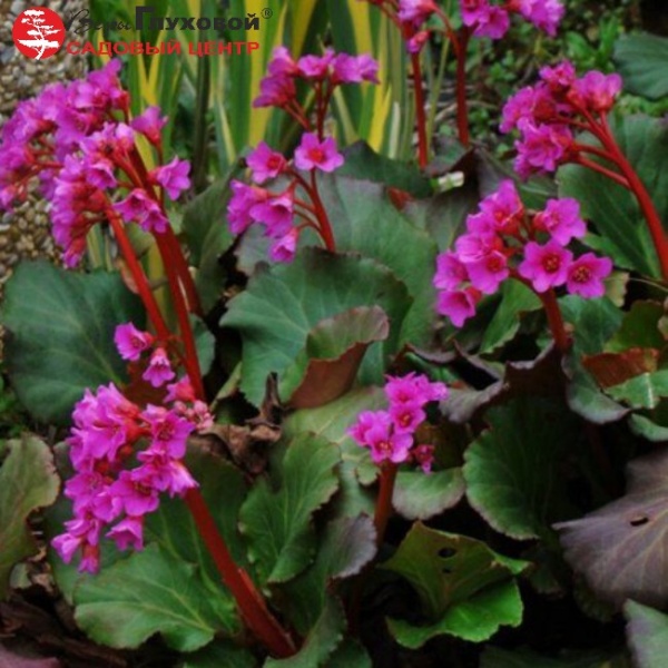 Основное изображение товара