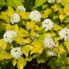 Пузыреплодник калинолистный (Physocarpus opulifolius) Дартс Голд  С3 СП/24