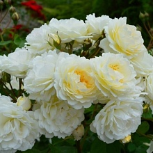 Основное изображение товара