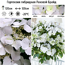 Основное изображение товара