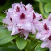 Рододендрон гибридный (Rhododendron hybriden) 'Humboldt' 40-50 С15 ПЧ/26