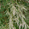 Тамарикс разветвленный (Tamarix ramosissima) Халсдонк Вайт 60-80 С3,6 БдН/25
