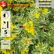 Основное изображение товара