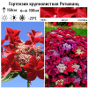 Гортензия крупнолистная (Hydrangea macrophyllа) Ротшванц 25-30 С3,6 БдН/24