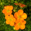 Лапчатка кустарниковая (Potentilla fruticosa) Белла Сол С3 СП/25