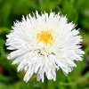 Нивяник великолепный (Leucanthemum superbum) Санте С2 ГлХ/26