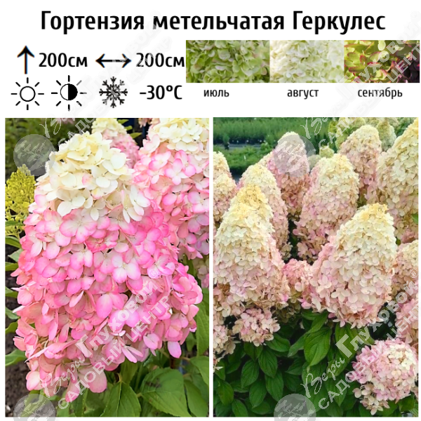 Гортензия метельчатая "Геркулес" на фото