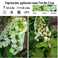 Основное изображение товара