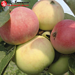 Яблоня 