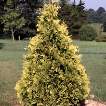 Основное изображение товара