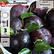 Алыча 