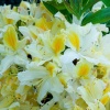 Азалия крупноцветковая (Azalea) 'Northern Hi-Lights' 40-60 С5 ПЧ/25
