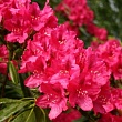 Рододендрон крупноцветковый 