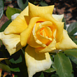 Роза чайно-гибридная 