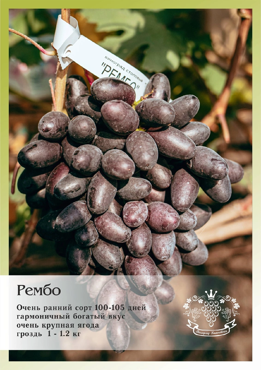 Приглашаем жителей Самары на ДЕНЬ ВИНОГРАДА