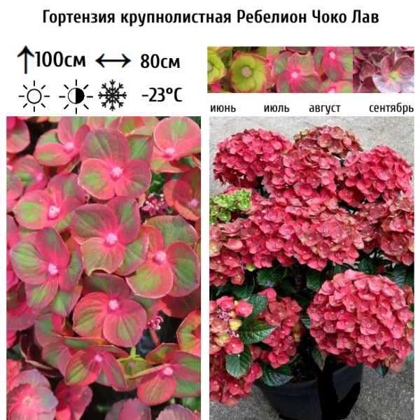 Основное изображение товара