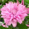 Клематис (Сlematis) 'Multi Pink' 80-100 С3 БдН/26