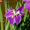 Ирис мечевидный (Iris ensata) Кэти Мендез С3 ГлХ/23