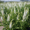 Котовник фассена (Nepeta Faassenii) Альба С2 ГлХ/26