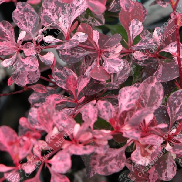 Барбарис Тунберга "Пинк Куин" на фото