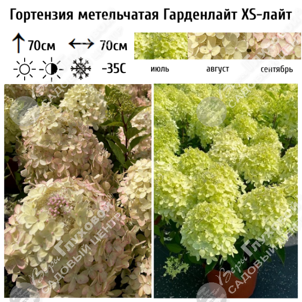 Гортензия метельчатая "Гарденлайт XS-лайт" на фото