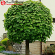 Клен остролистный 