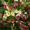 Вейгела цветущая (Weigela florida) Марджори С3 СП/25