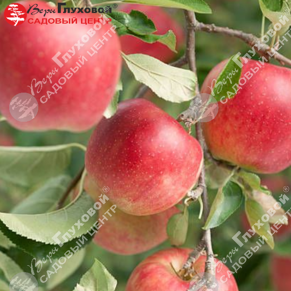 Яблоня "Жигулевское" на фото