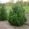 Сосна горная (Pinus mugo)  Р9 ГлХ/26