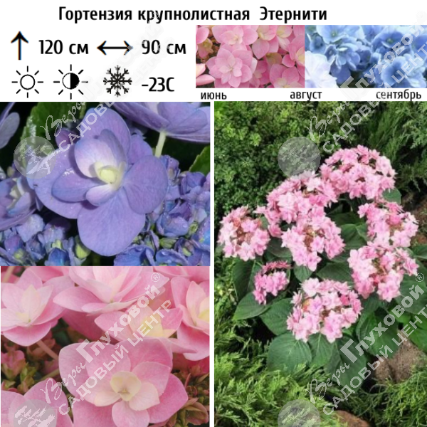 Гортензия крупнолистная "Этернити" на фото