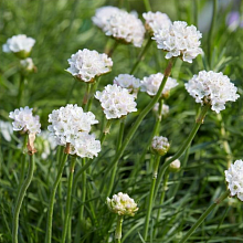 Основное изображение товара