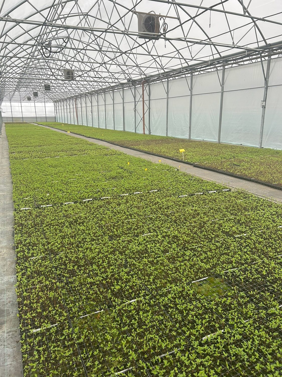 Весна в наших теплицах