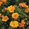 Лапчатка кустарниковая (Potentilla fruticosa) Мармелад С3 СП/25