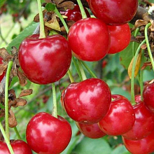 Основное изображение товара