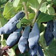Жимолость 