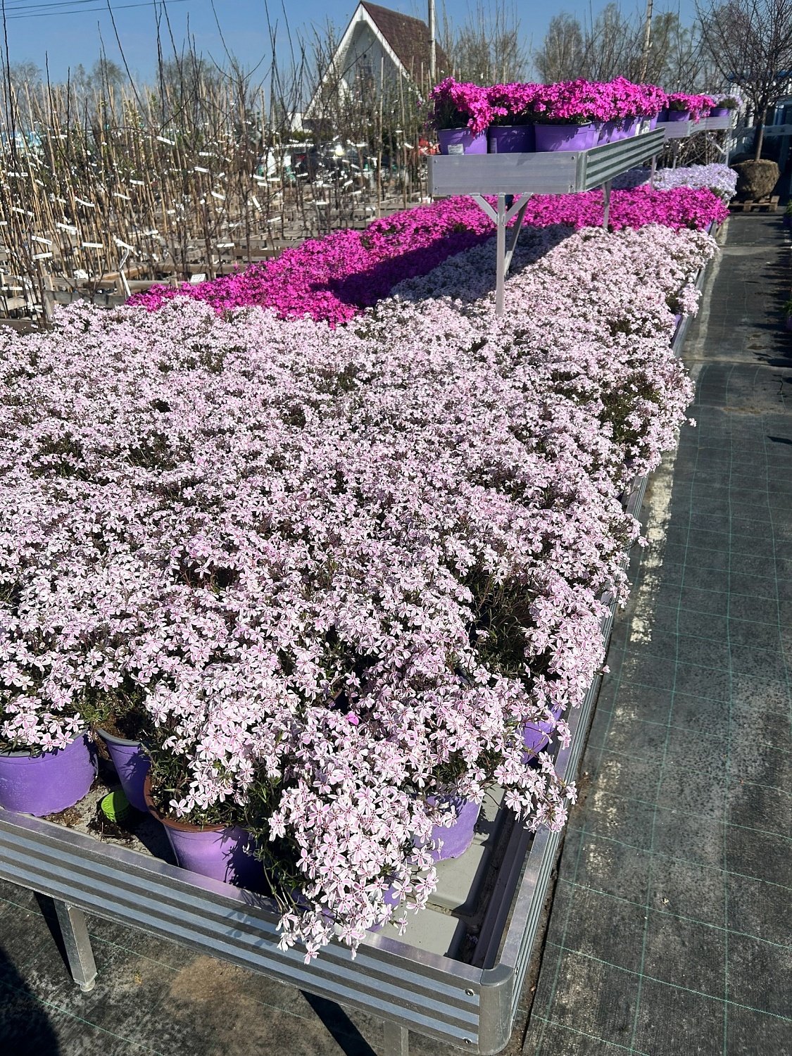 Пышные, ароматные и невероятно разнообразные