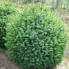 Ель сербская (Picea omorica) Нана 25-30 С4 ГЕ/25