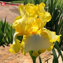 Основное изображение товара