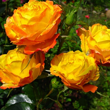 Основное изображение товара