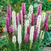 Лиатрис колосковый (Liatris spicata) С3 РЛ/25
