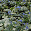 Бруннера крупнолистная (Brunnera) Си Харт С2 НСп/26