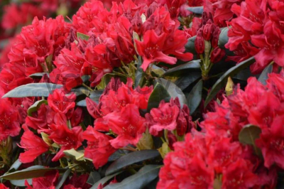 Рододендрон 