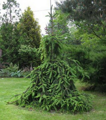 ель обыкновенная ель обыкновенная