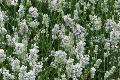 Лаванда узколистная 